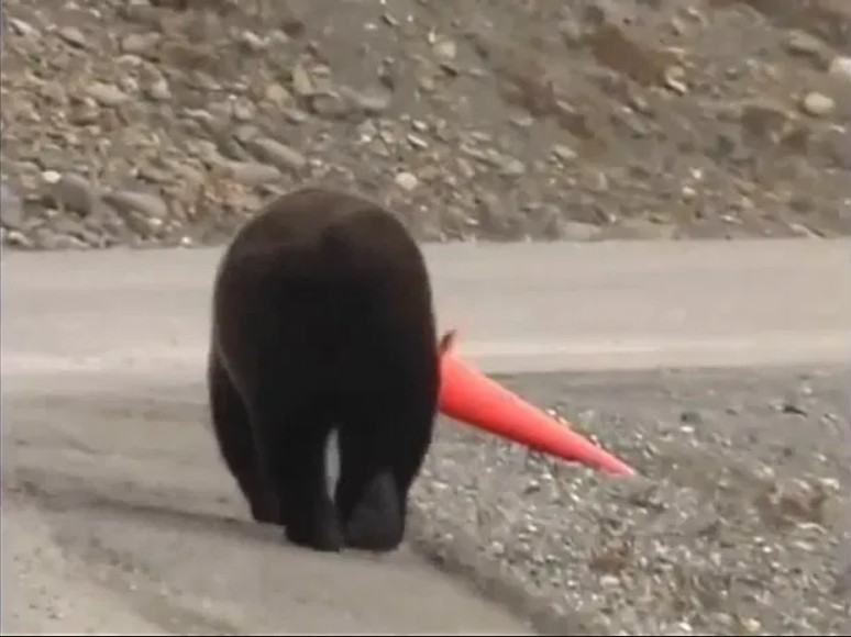A bear is out for a walk when they come across an orange traffic cone that is tipped over on its side.