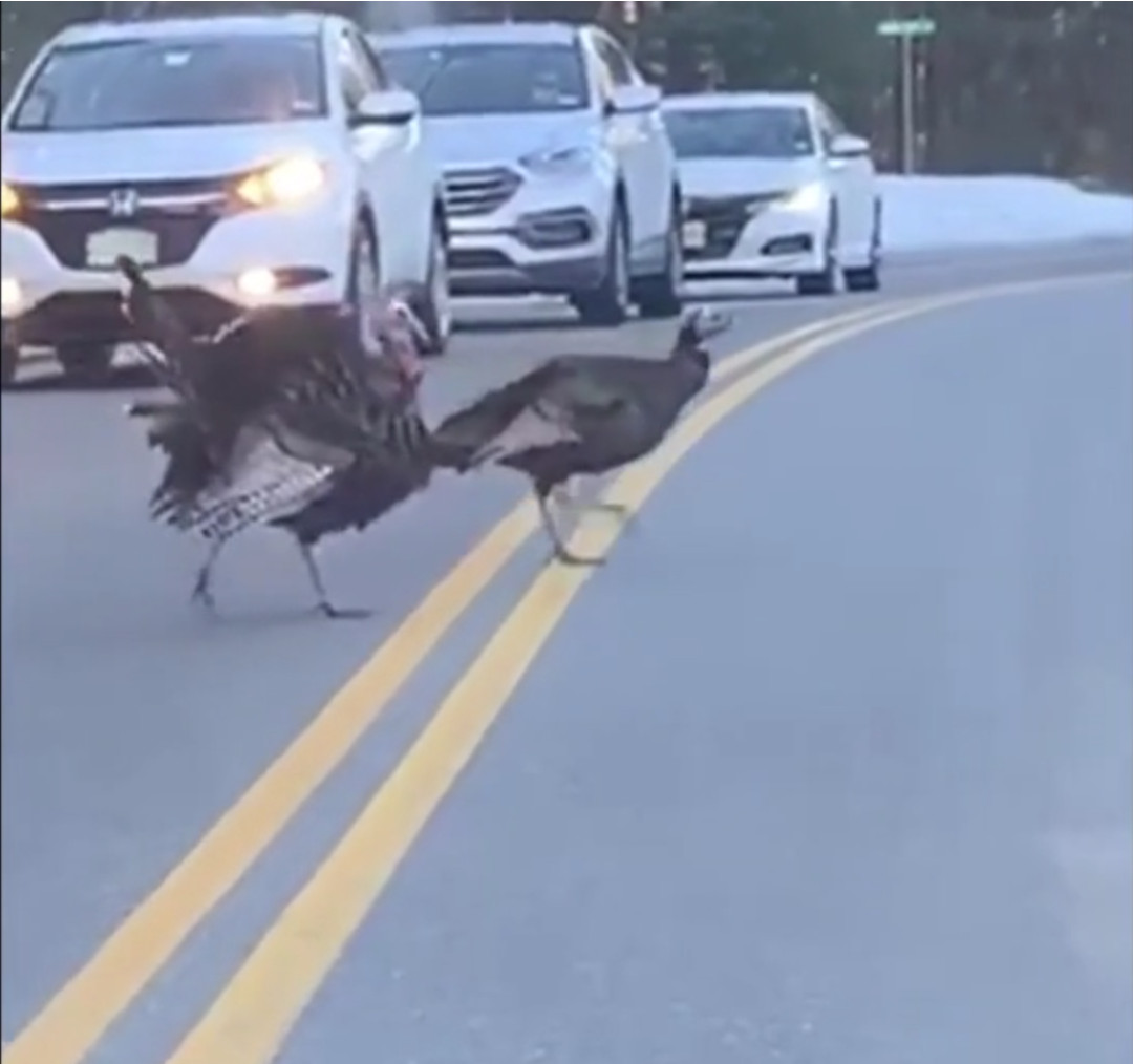 Turkey waits until all have crossed road and follows group