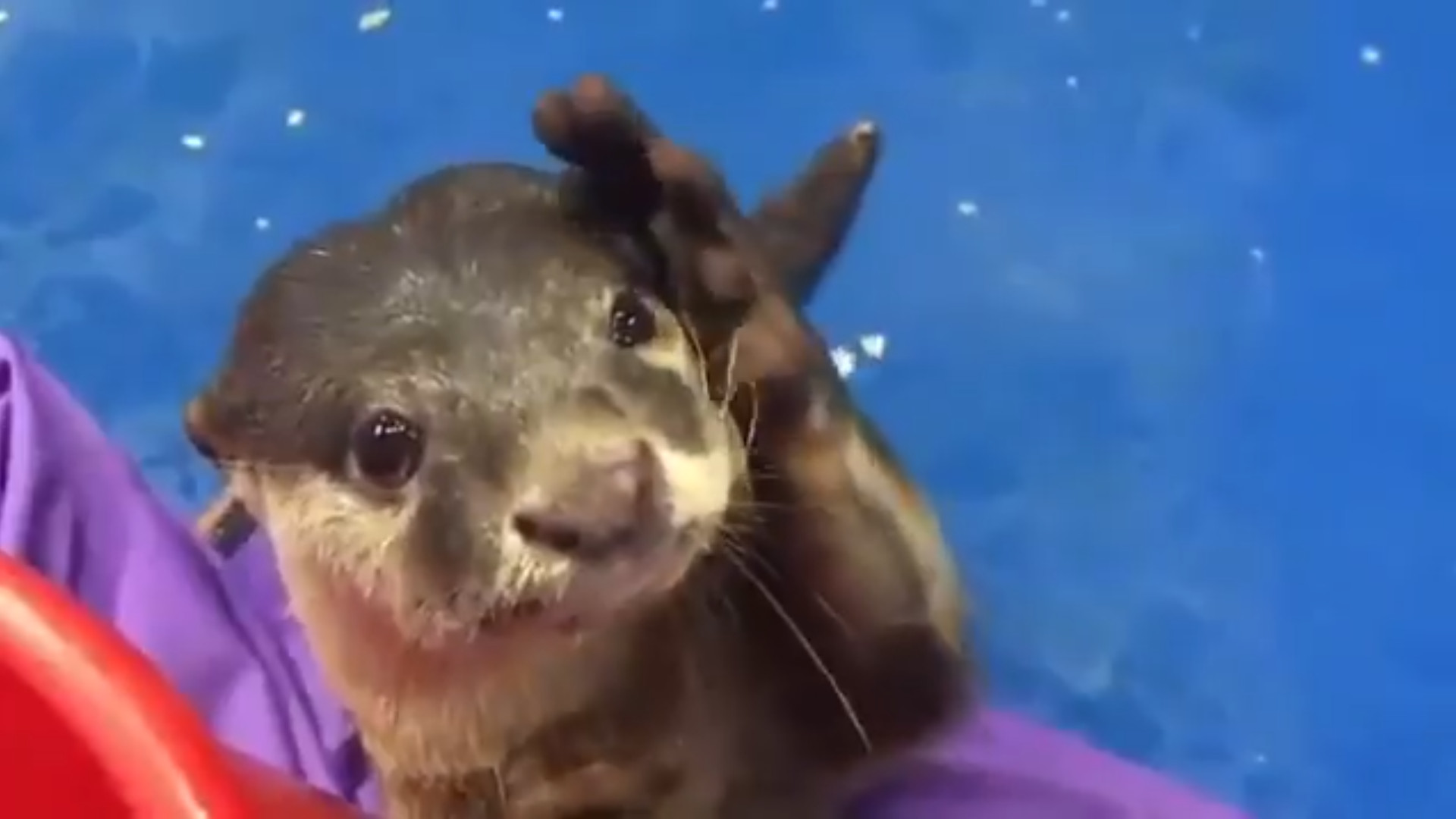 Otter shows where to pet on head