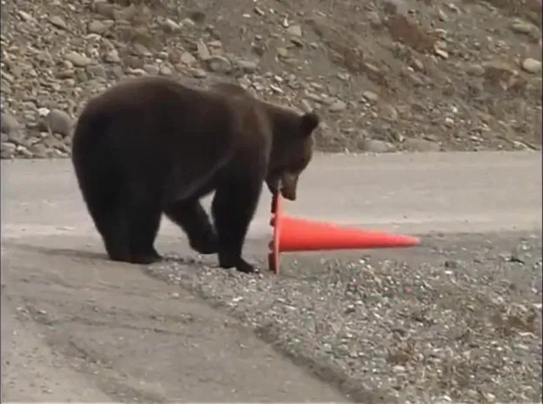 The bear grabs the cone in their teeth and stands it upright.