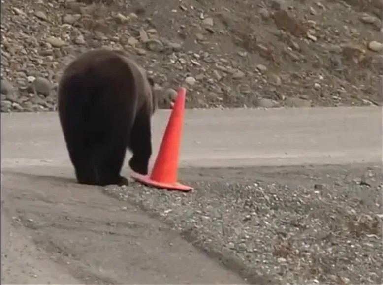 The bear steadies the cone with their paw and makes sure it is positioned just right with a nudge,
