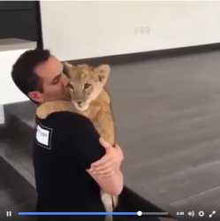 Cute lion cub hug