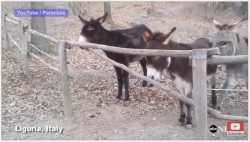 Donkey Helps Donkey Climb Fence