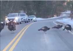 Turkey stops traffic to help others cross road safely