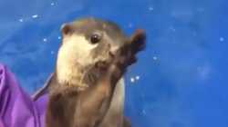 Otter shows how to pet